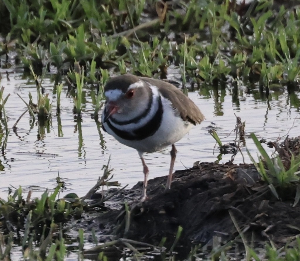 ミスジチドリ - ML646406989