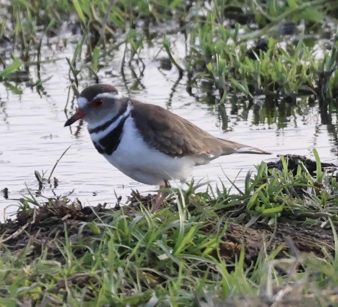 ミスジチドリ - ML646406990