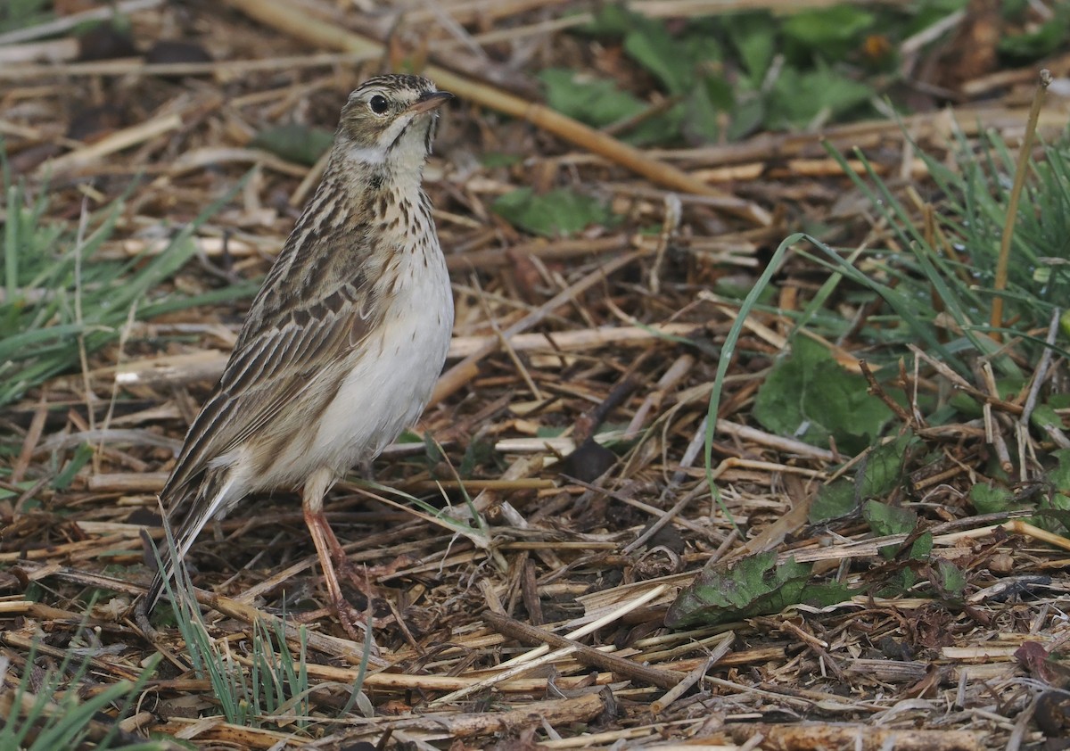 Puna İncirkuşu - ML646406991