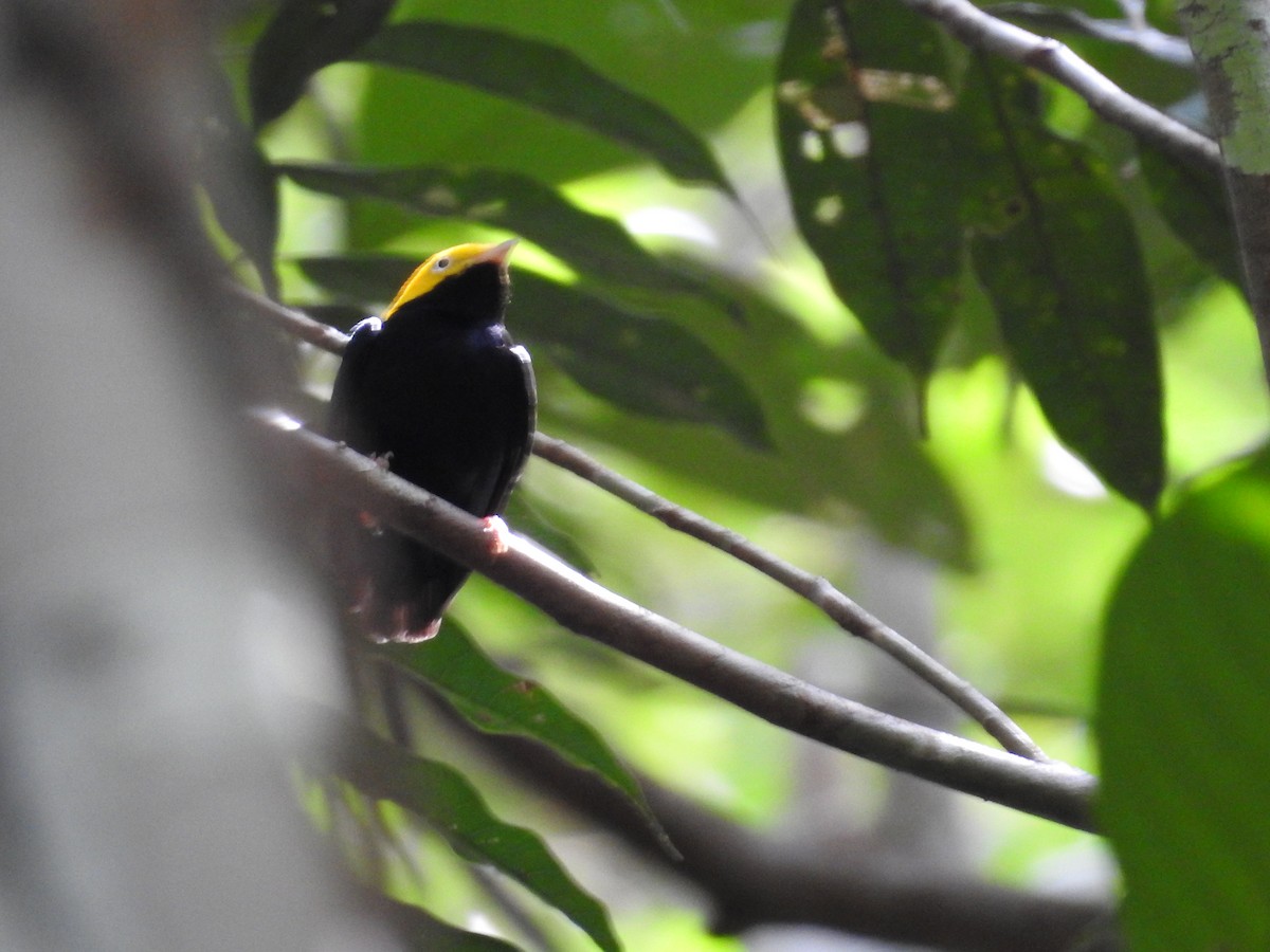 Golden-headed Manakin - ML646406992
