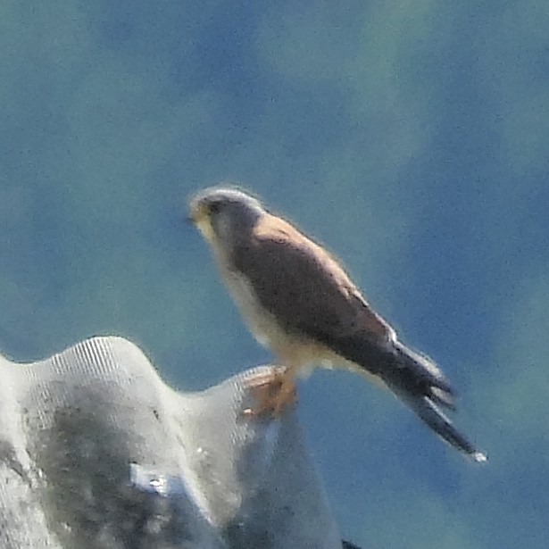 Eurasian Kestrel - ML646406993