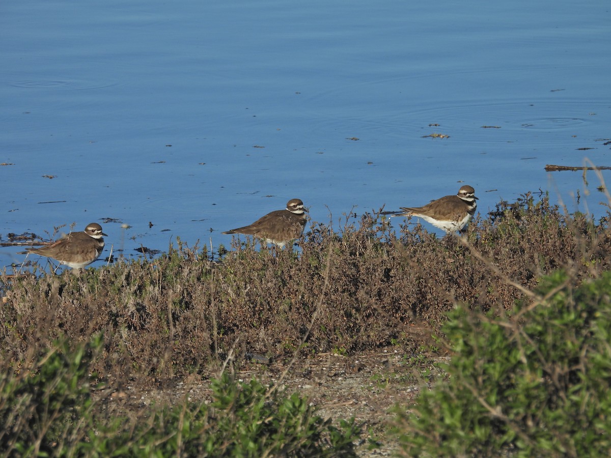 Killdeer - ML646406998