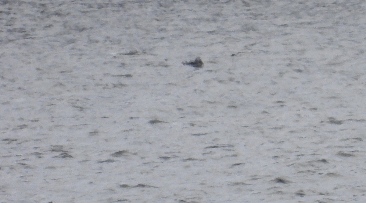 Long-tailed Duck - ML646406999