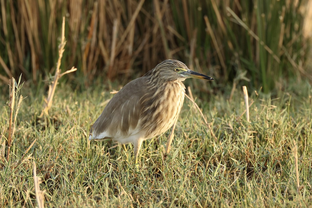 Garcilla India - ML646407000