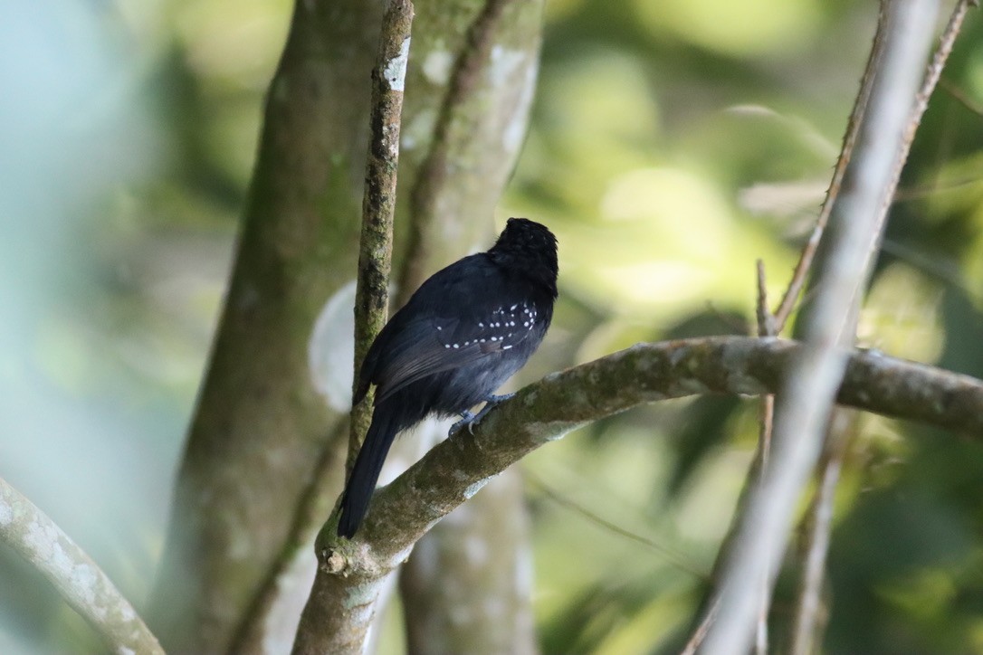 Black-hooded Antshrike - ML646407001