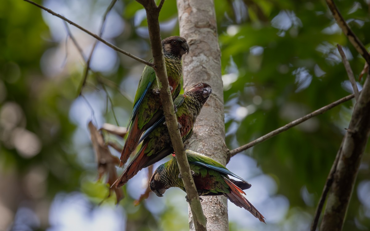 Maroon-faced Parakeet - ML646407002