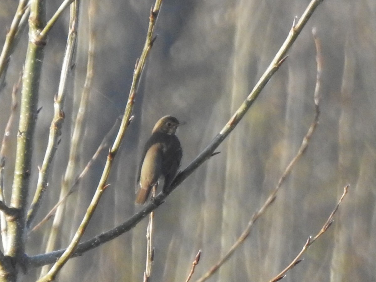 Song Thrush - ML646407003