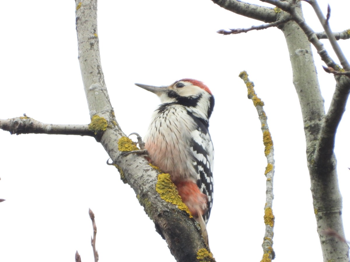 White-backed Woodpecker - ML646407006