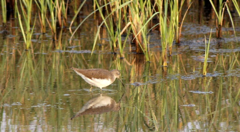 Green Sandpiper - ML646407010