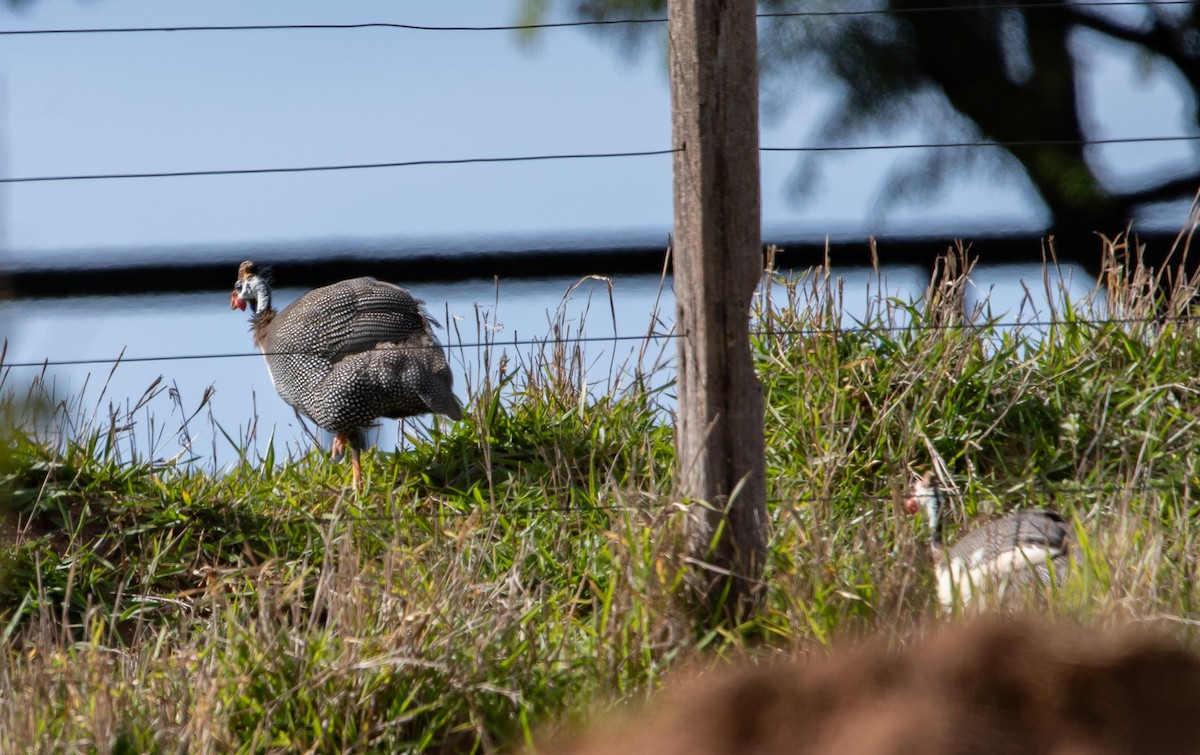 Helmeted Guineafowl (Domestic type) - ML646407012