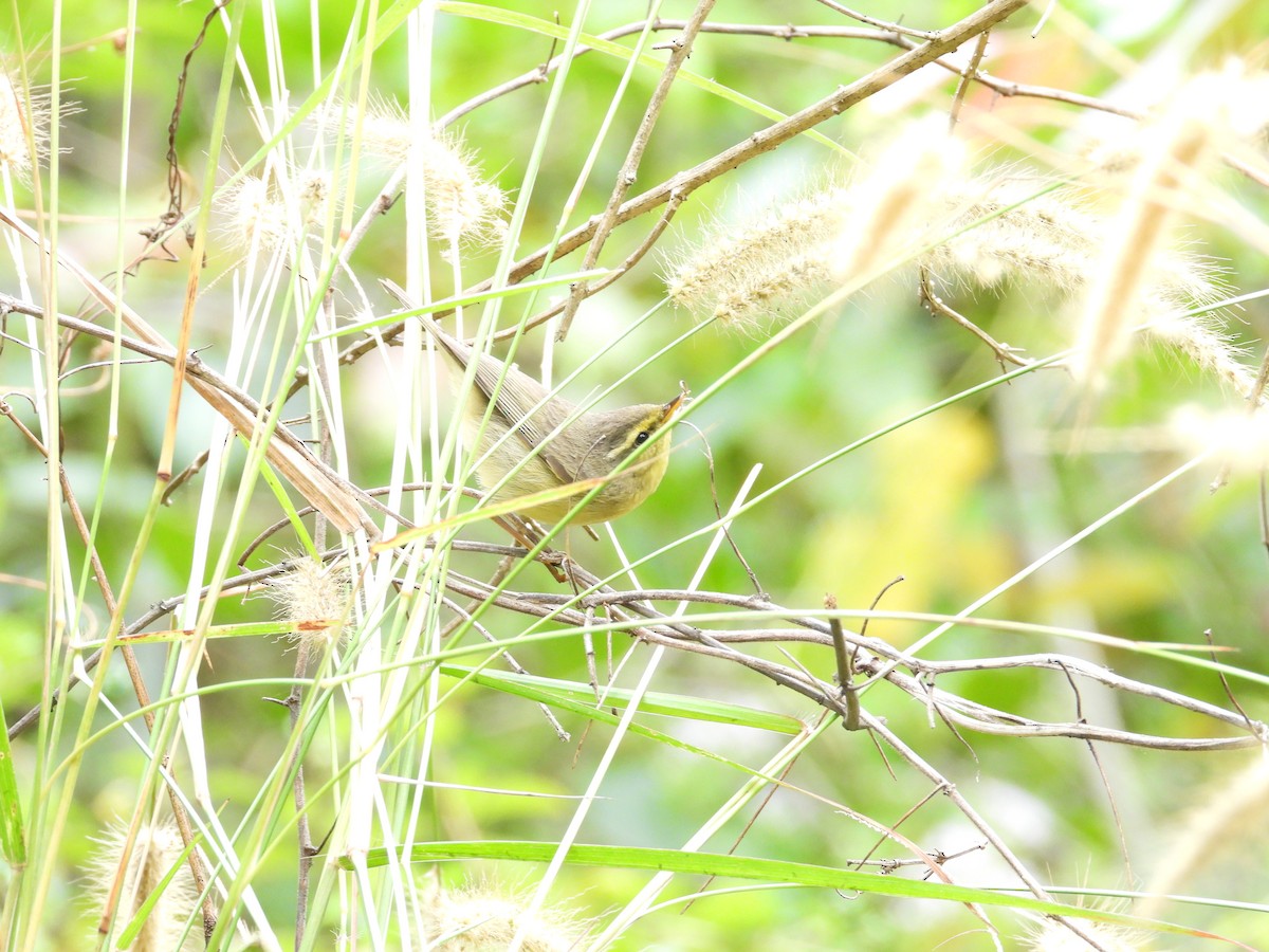 Tickell Çıvgını - ML646407014