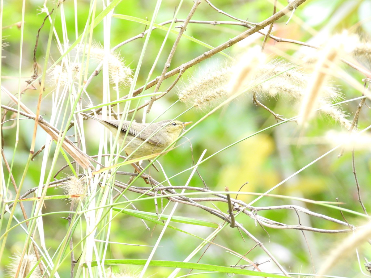 Tickell Çıvgını - ML646407015