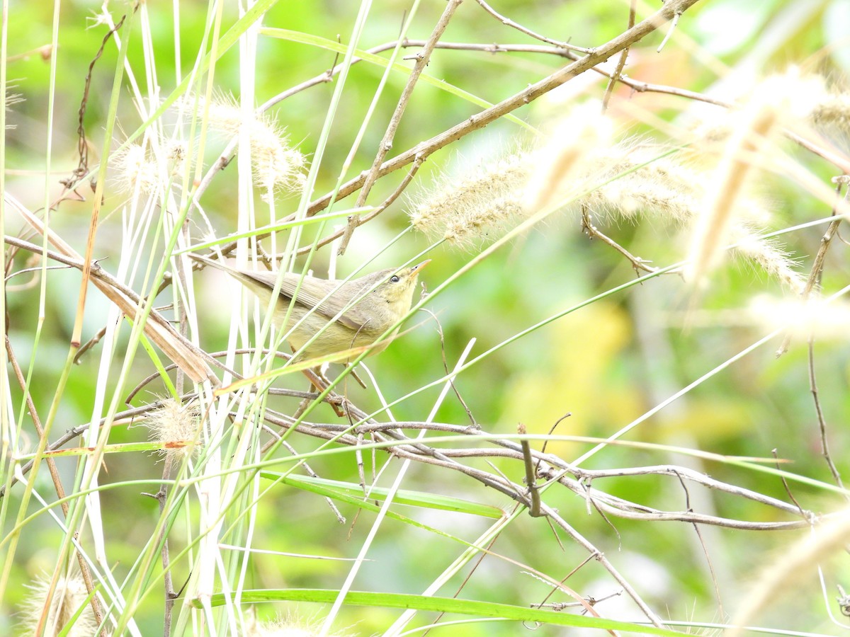 Tickell Çıvgını - ML646407016