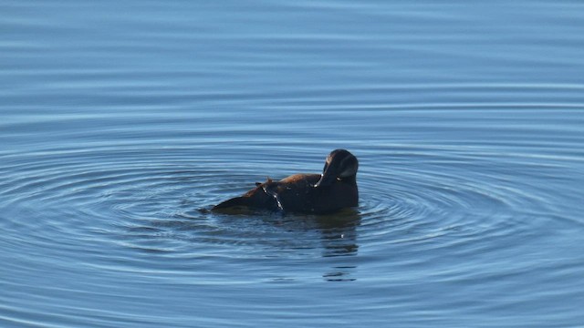 Ahate buruzuria - ML646407017