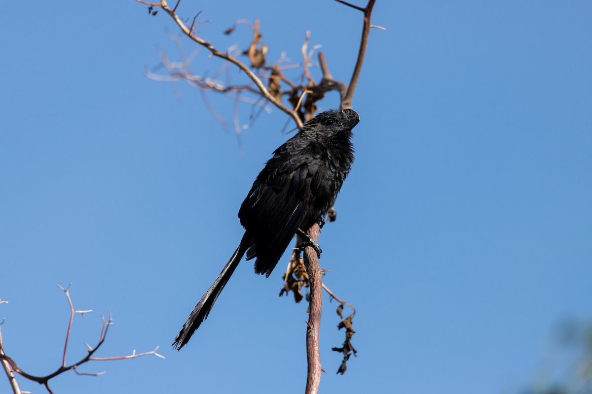 Smooth-billed Ani - ML646407021