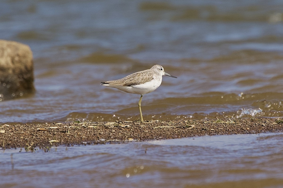 青足鷸 - ML646407022