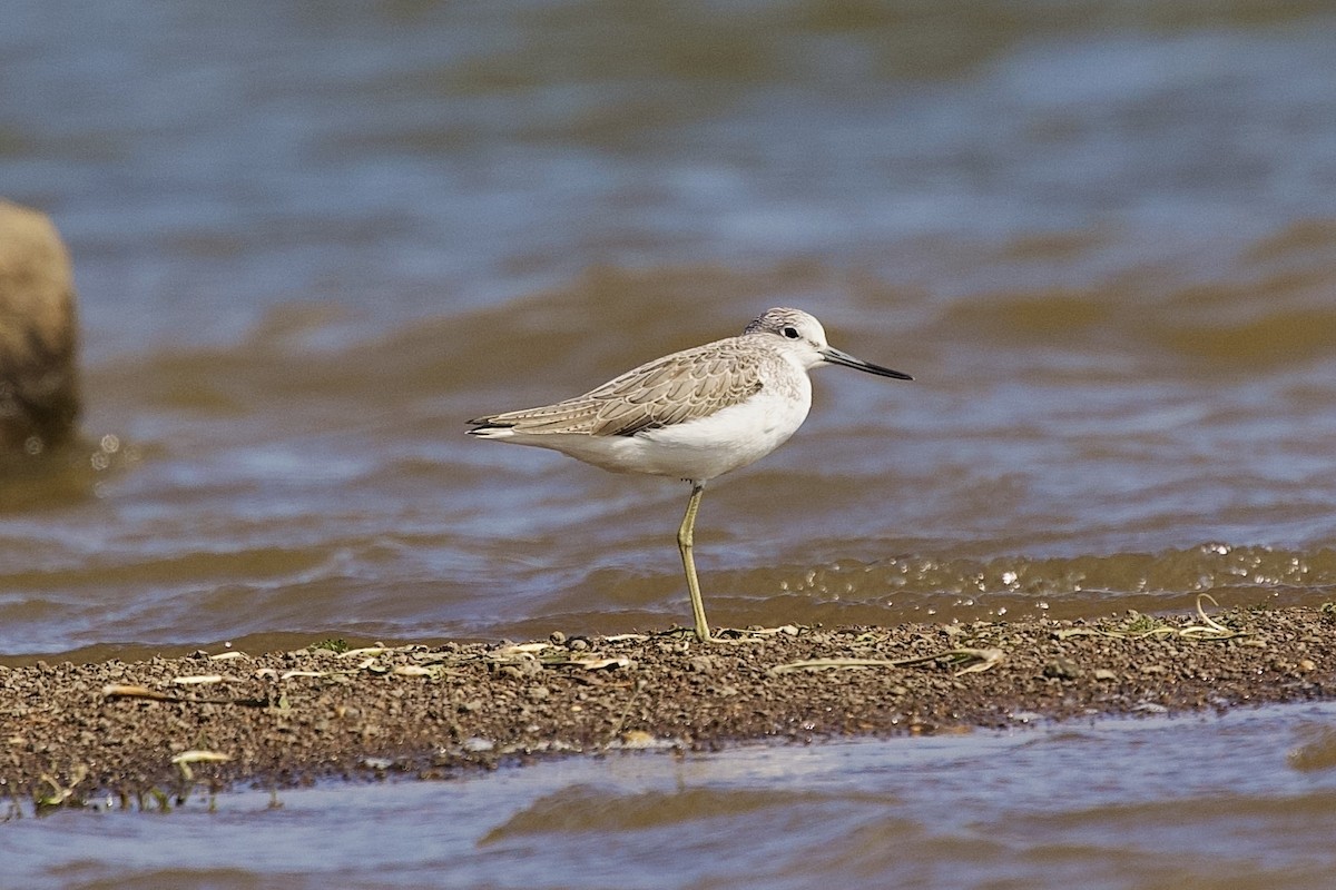 青足鷸 - ML646407023