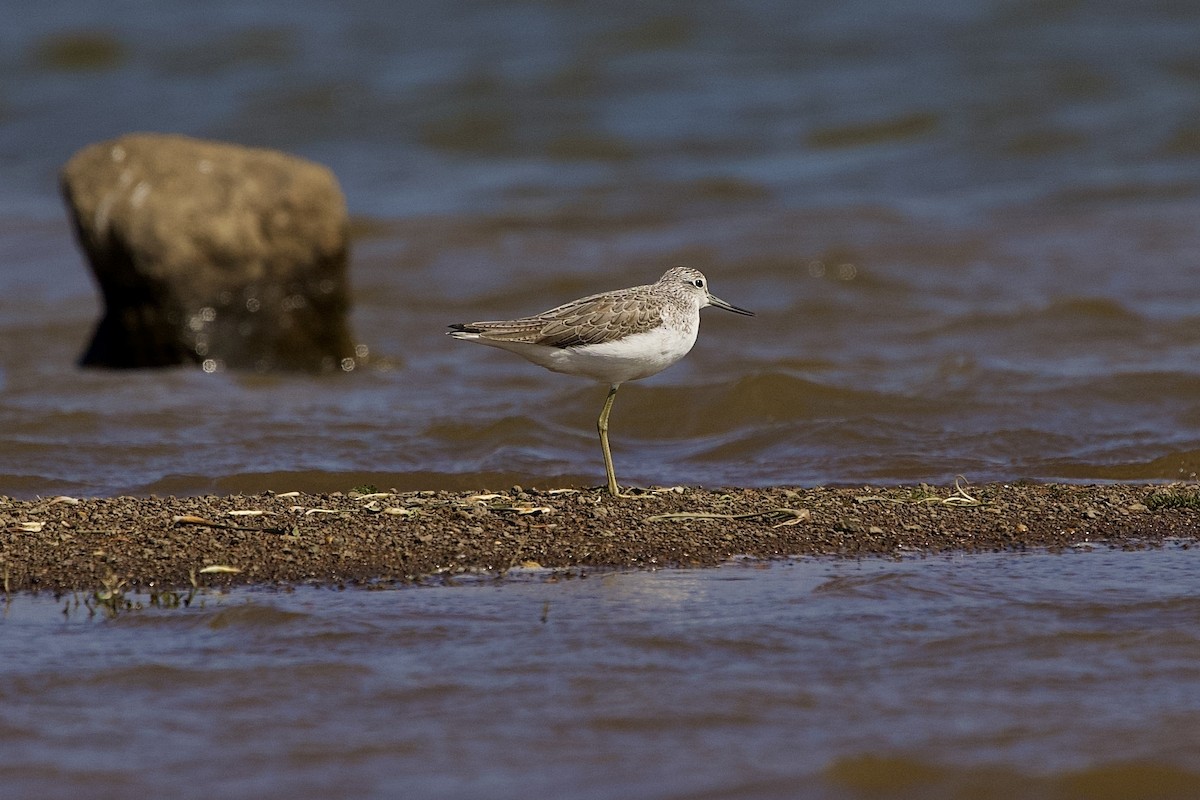 青足鷸 - ML646407024