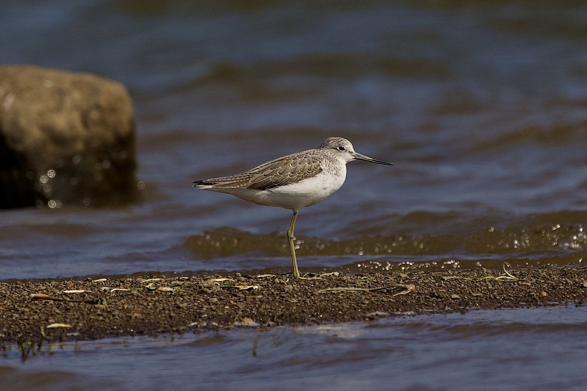 青足鷸 - ML646407025