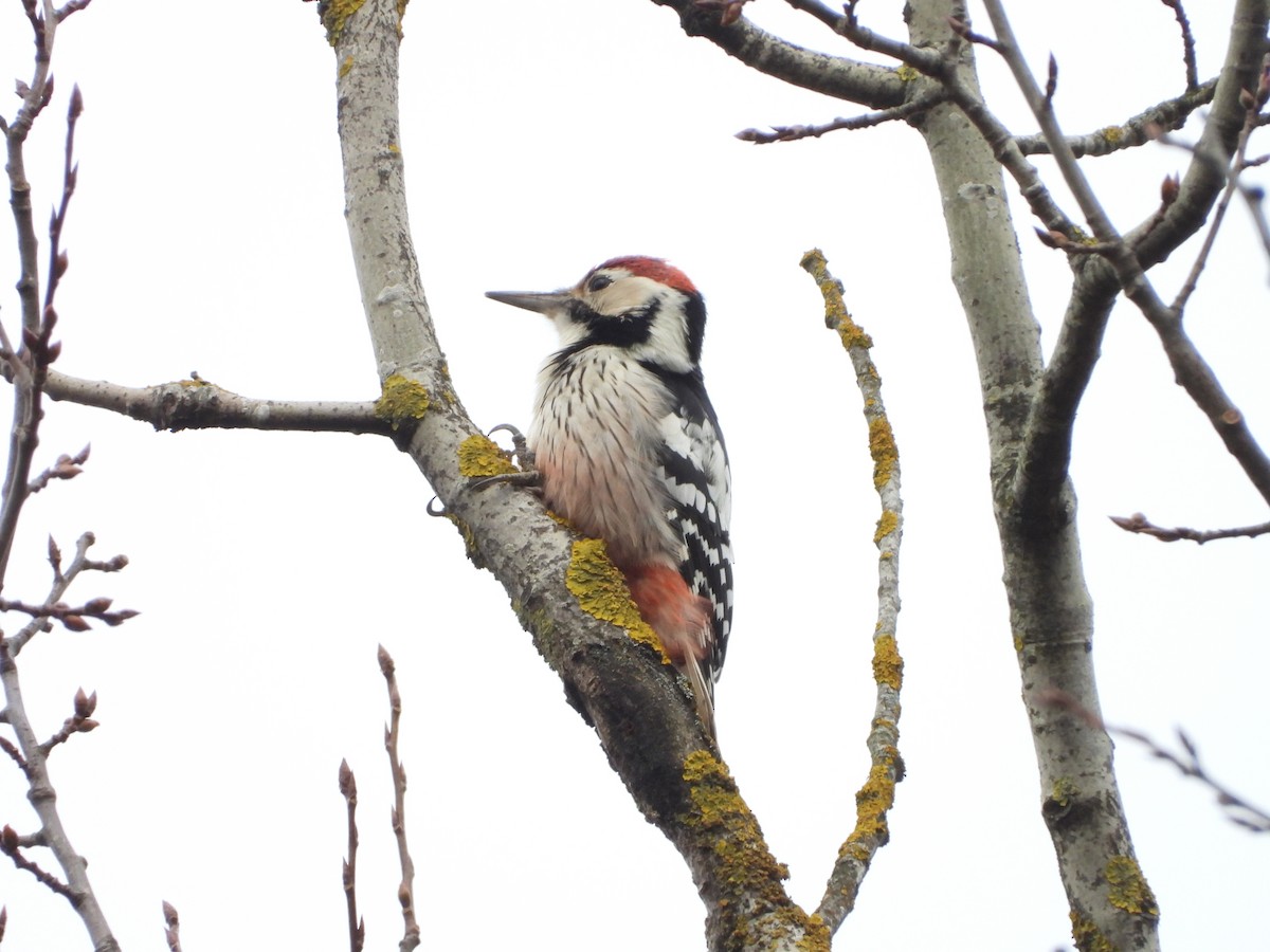 White-backed Woodpecker - ML646407026
