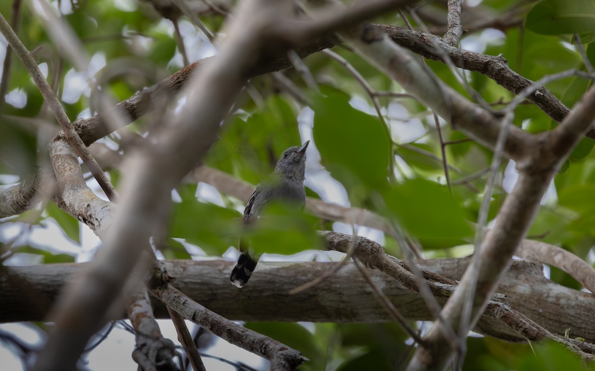 Sooretama Slaty-Antshrike - ML646407027