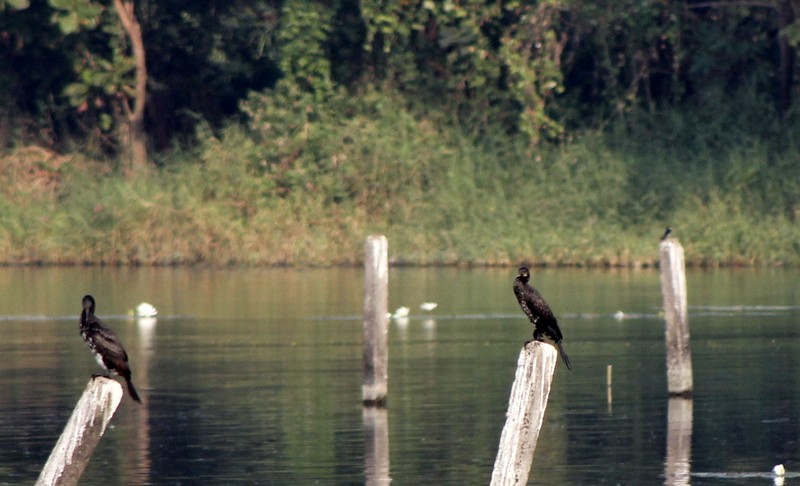 Indian Cormorant - ML646407034