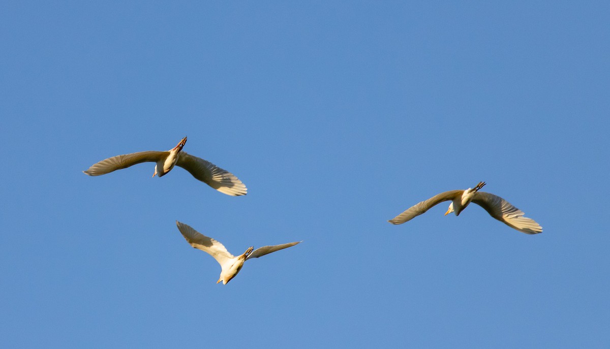 Western Cattle-Egret - ML646407035