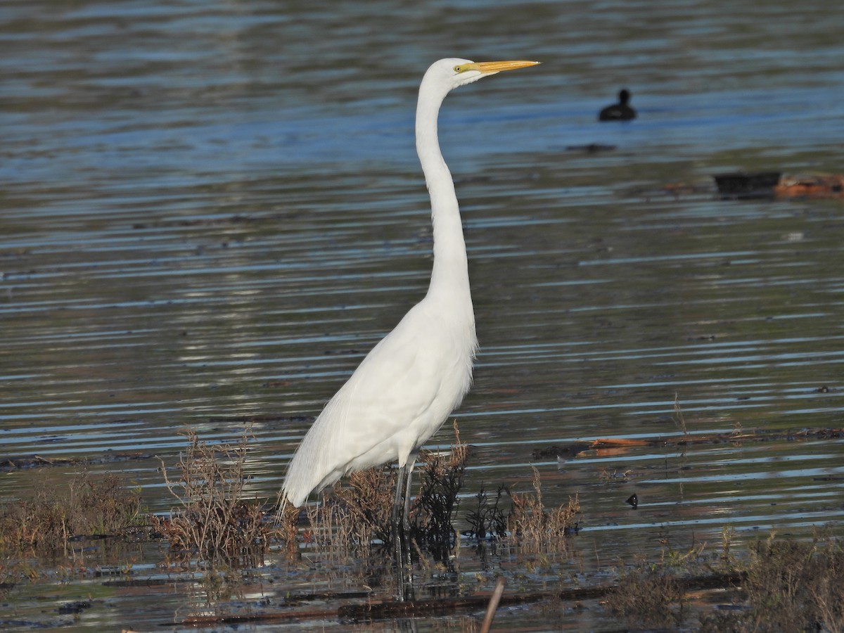 Цасч дэглий - ML646407040
