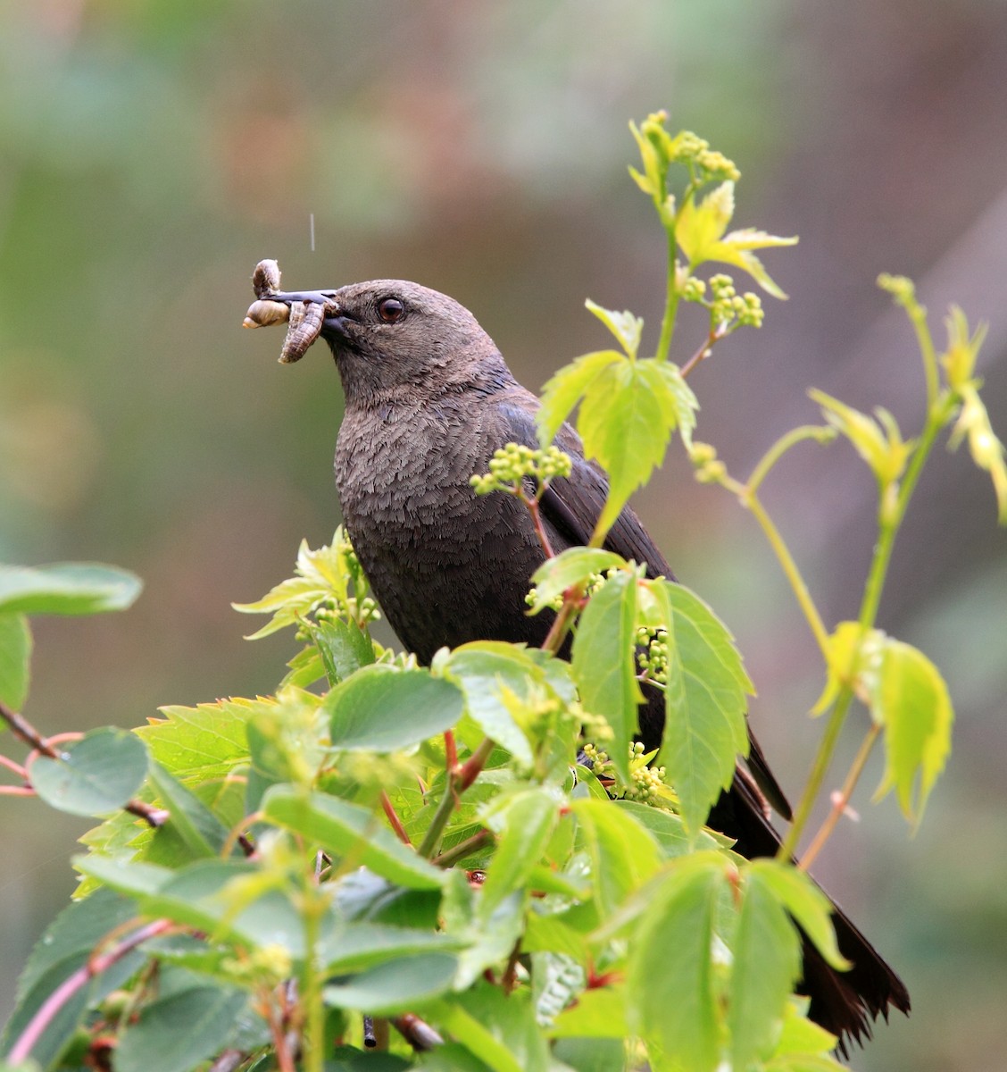 Brewer's Blackbird - ML646407042