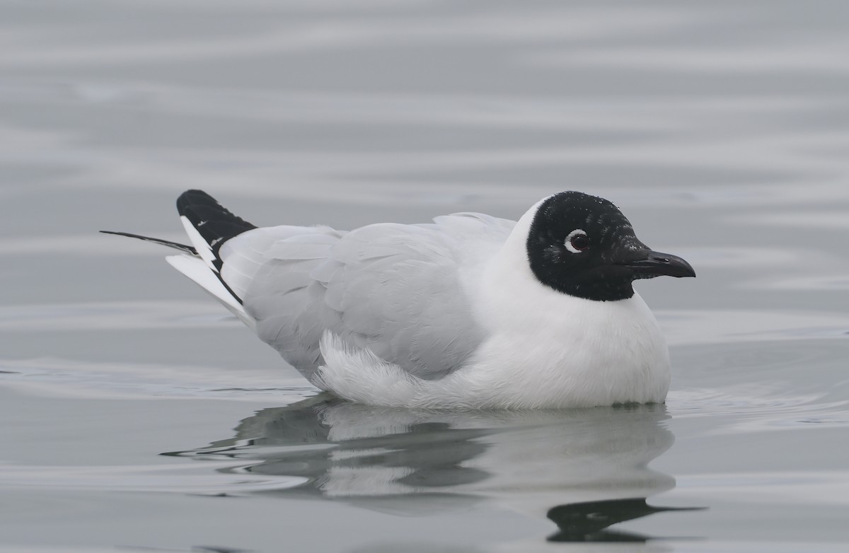 And Martısı - ML646407043