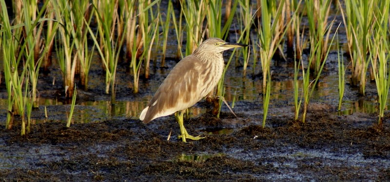 Indian Pond-Heron - ML646407044
