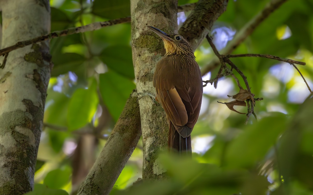 Buff-throated Woodcreeper (Buff-throated) - ML646407045