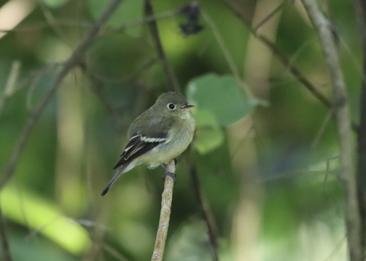 tyranovec žlutobřichý - ML646407047