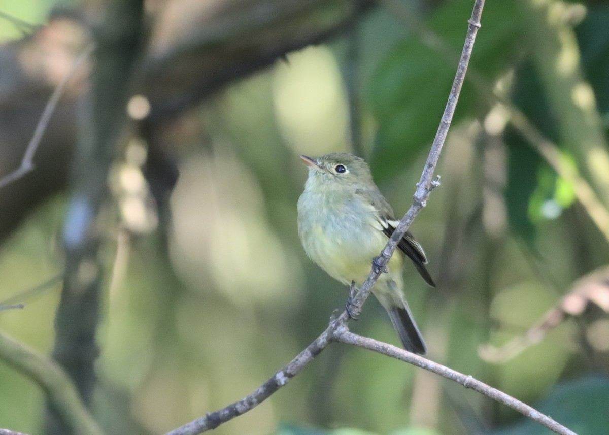 tyranovec žlutobřichý - ML646407048