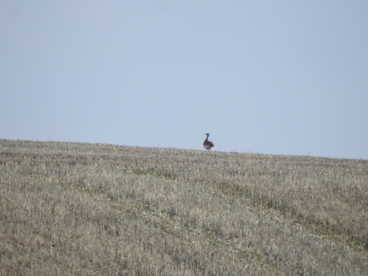 Great Bustard - ML646407050