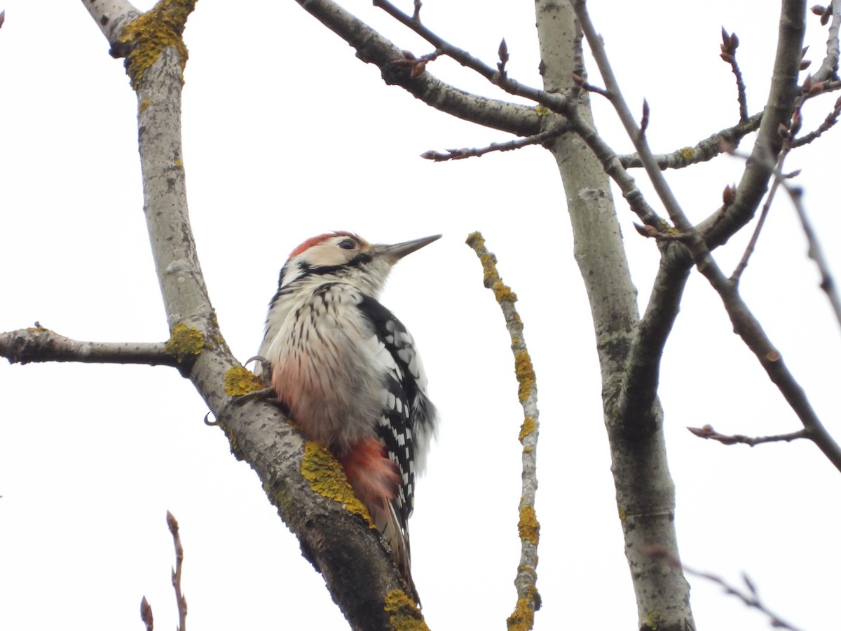 White-backed Woodpecker - ML646407051