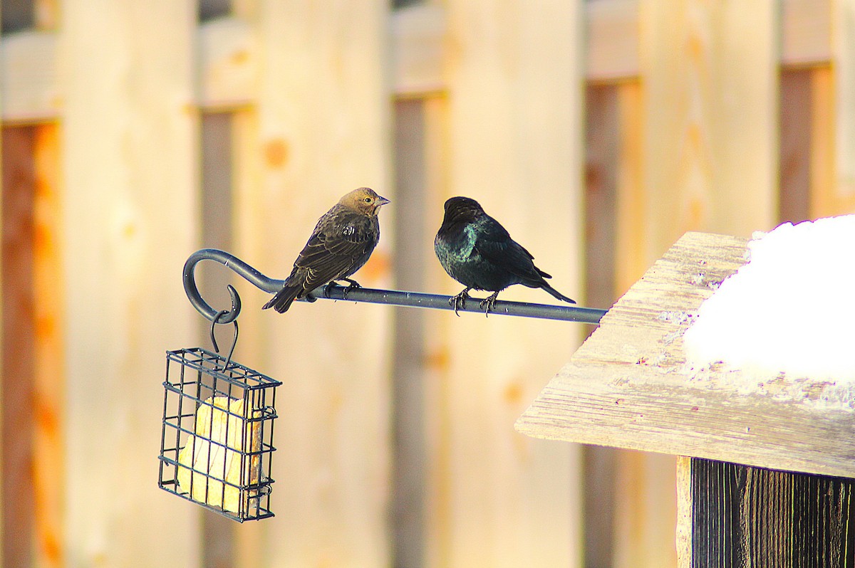 Braunkopf-Kuhstärling - ML646407052