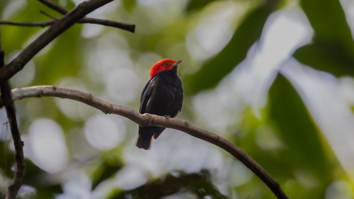 Red-headed Manakin - ML646407053