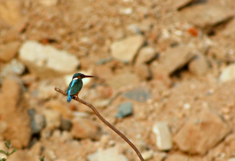 Common Kingfisher - ML646407054
