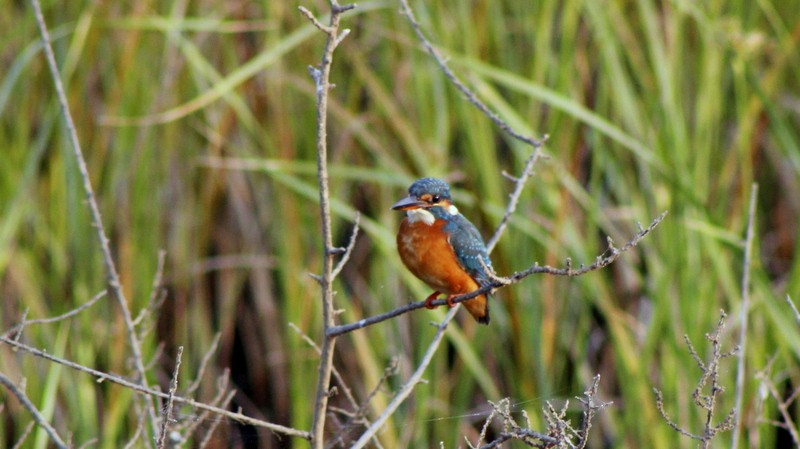 Common Kingfisher - ML646407055