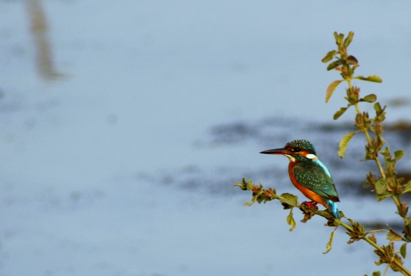 Common Kingfisher - ML646407056
