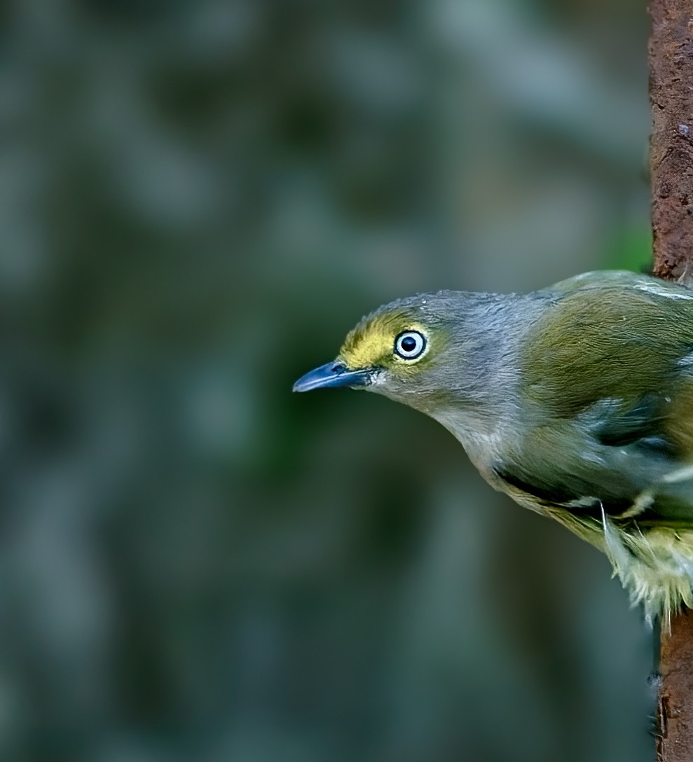 White-eyed Vireo - ML646407057