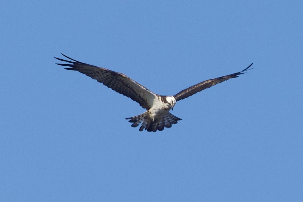 魚鷹 - ML646407059