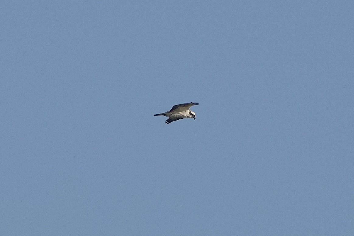 魚鷹 - ML646407063