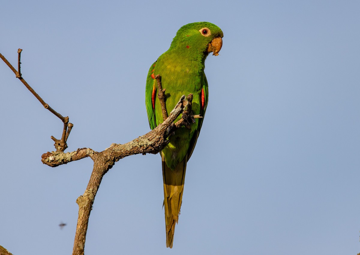 White-eyed Parakeet - ML646407066