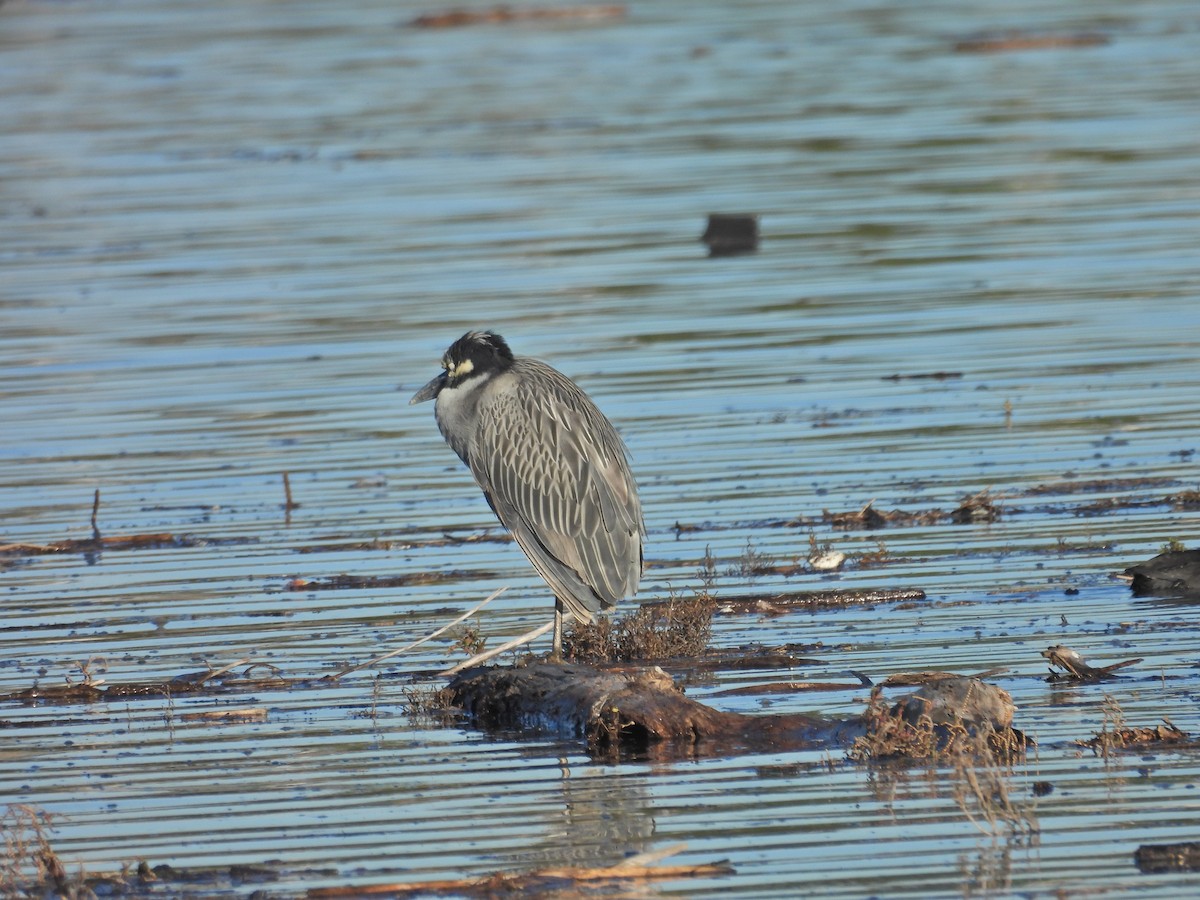 Yellow-crowned Night Heron - ML646407068