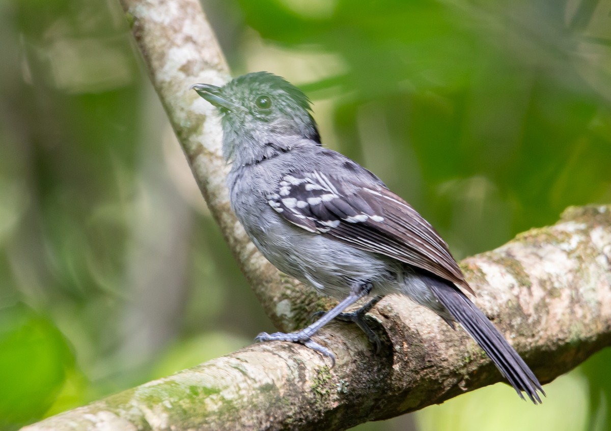 Variable Antshrike - ML646407069