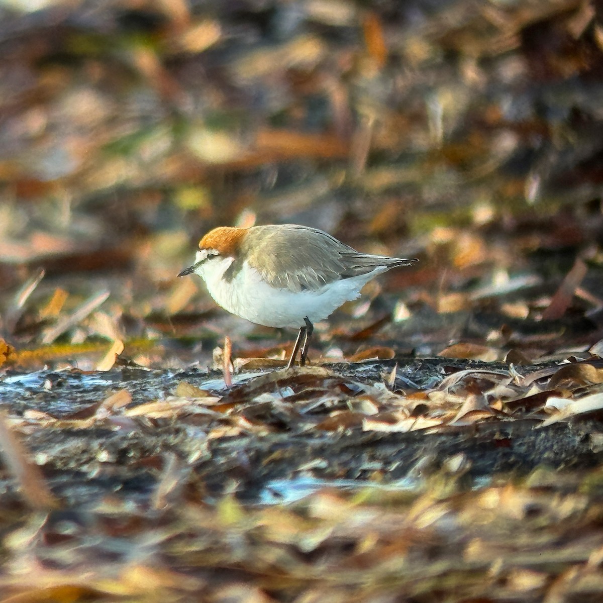 Red-capped Plover - ML646407070
