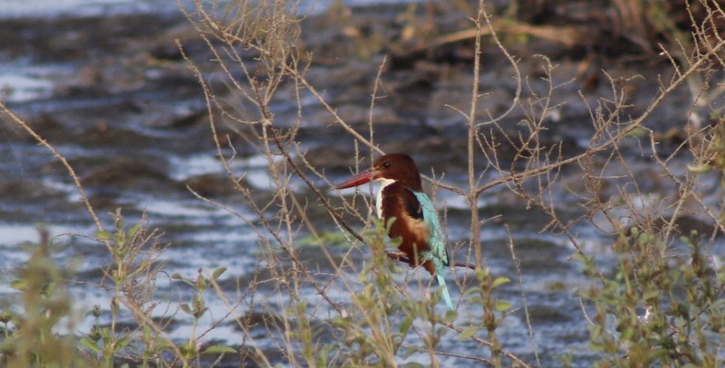 White-throated Kingfisher - ML646407071
