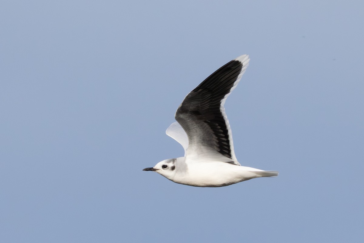 Little Gull - ML646407072